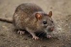Traitement contre les rats et souris, dératisation à Nancy 54000 Meurthe-et-Moselle